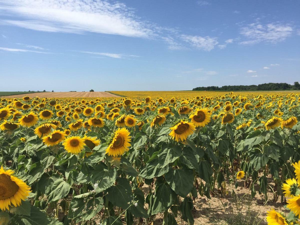 Le Petit Saule Floirac (Charente-Maritime) Exterior photo
